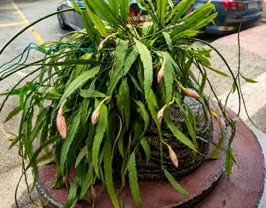 pokok bakawali