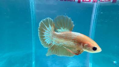 betta fish