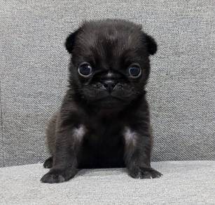 PUG PUPPIES 613 🌻 REHOME  Black Female