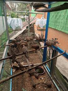 Tekukur kampung