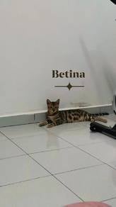 bengal kitten 🐾