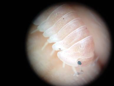 Isopod 