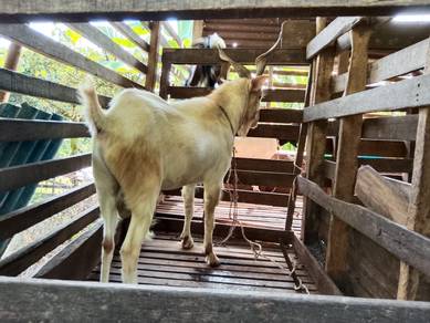 bapa kambing besar