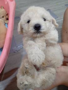 3 male Maltipoo BOD 10.5 26