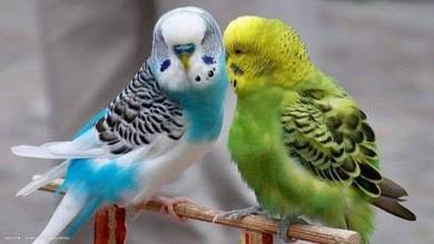 burung baji/nuri