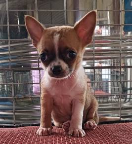 Chihuahua puppies