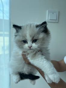 Ragdoll