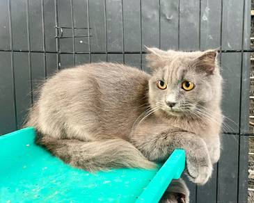 Kucing British Shorthair BSH Male