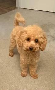 Poodle toy 18 months male rehome