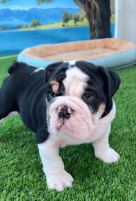 English Bulldog Puppy 744