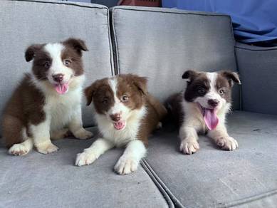 Brown MKA Border Collie
