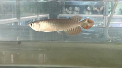 super red arowana