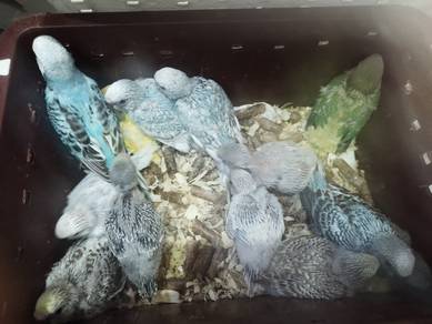 Burung 