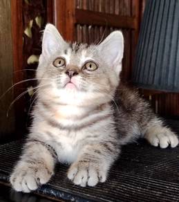 American Shorthair kitten