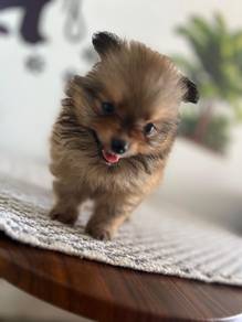 mini Pomeranian 11