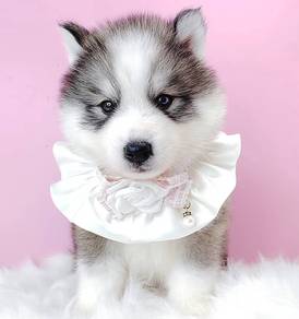 WOOLY Husky