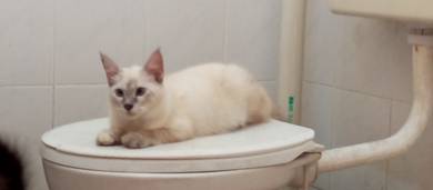 Cat for adoption