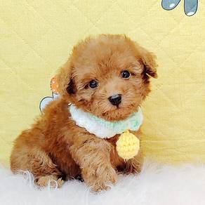 Poodle