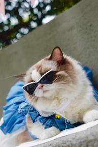 Ragdoll Kitten