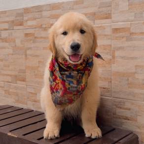 Golden Retriever e