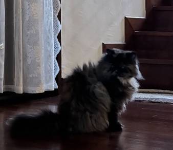 Flatface Persian Cat