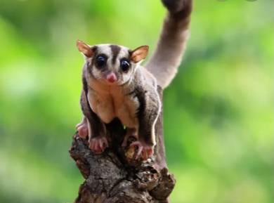 sugar glider