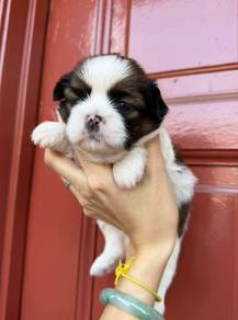 ShihTzu Puppy