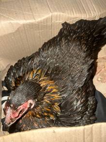 ayam pama