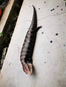 blue tongue skink