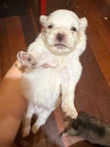 Maltese puppy