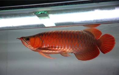 blood red 22 inch -wholesale price