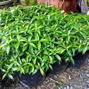 Bunga Jasmin / Daun 3 warna