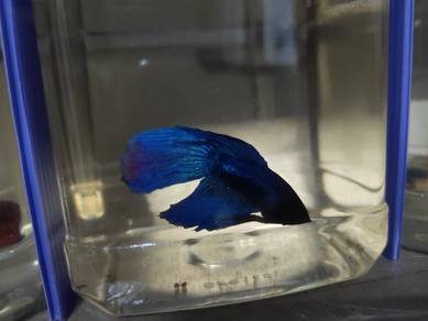 Halfmoon, Plakat, Delta, Veil tail, Double tail