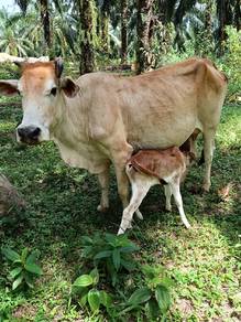 Lembu ibu + anak