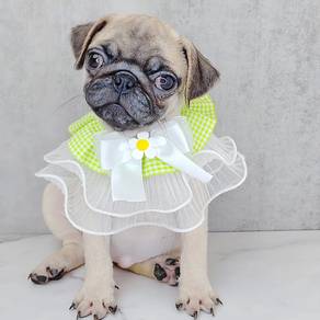 Pug