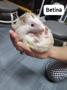 hedgehog