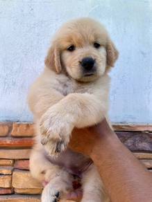 Golden Rettiver puppies 15