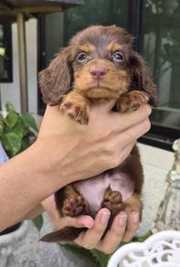 MINIATURE DACHSHUND Puppies 103 🐻 Adorable Puppy