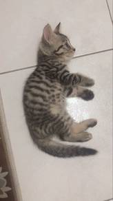 anak kucing diberi percuma