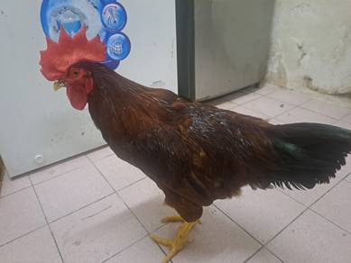 Ayam Rir