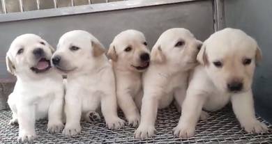 Labrador retriever female mka chip