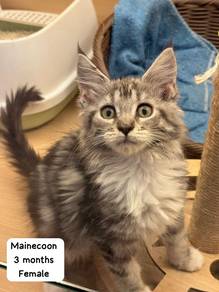 Mainecoon Untuk Dijual !!