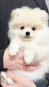 N2912 Captivating Pomeranian Lion Cub Puppy Puppy