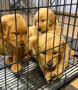 Golden retriever 