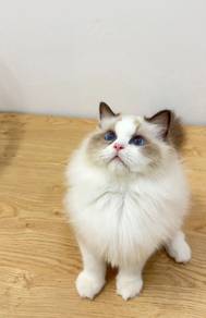 Ragdoll Kitten Male（Parents Import）