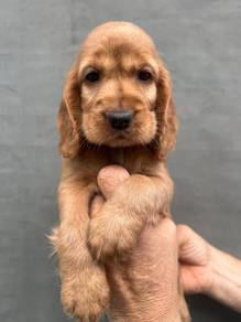 ENGLISH COCKER SPANIEL PUPPIES C103 🌻 Male