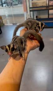 Sugar Glider Full Set (Female)