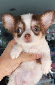 CB600 Little Chihuahua cute puppies dogs