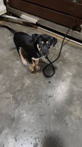 kampung dog adoption 