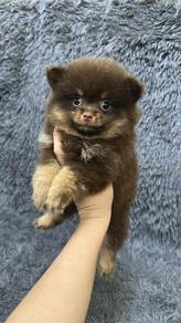 博美女
Pomeranian 
Female
F3
dob 2个多大